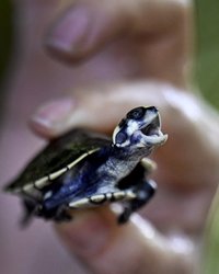 Chinese Wildlife Trafficking Case Exposes a Hidden Threat to U.S. Conservation, Biosecurity, and Rule of Law