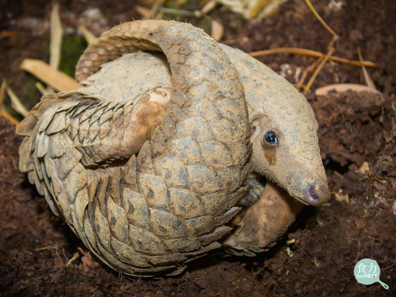 China’s Legal Domestic Trade in Pangolins: A Global Threat to Conservation and U.S. Security
