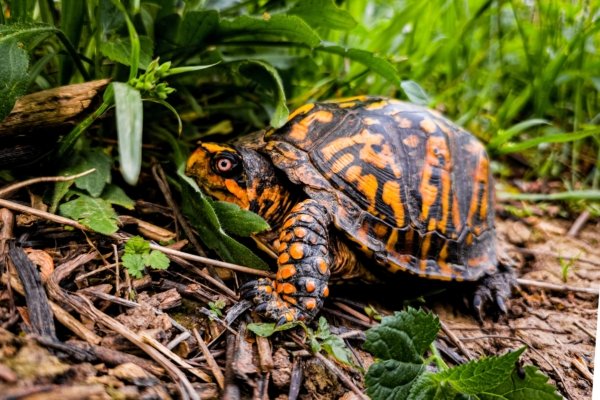 Chinese National Pleads Guilty to Smuggling 850 Protected Turtles to Hong Kong — A Growing Threat to U.S. Wildlife