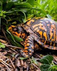 Chinese National Pleads Guilty to Smuggling 850 Protected Turtles to Hong Kong — A Growing Threat to U.S. Wildlife